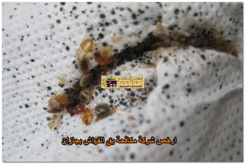 ارخص شركة مكافحة بق الفراش بجازان