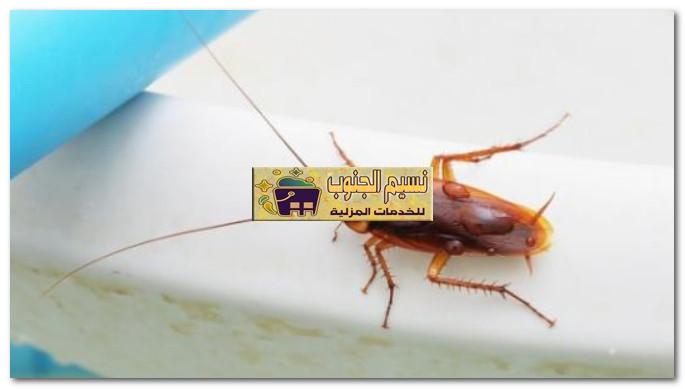 شركات مكافحة صراصير ببيش