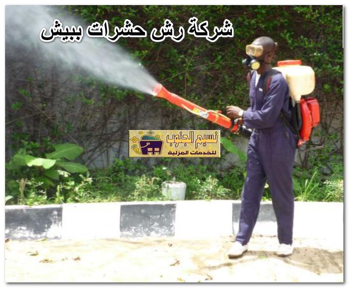 شركة رش حشرات ببيش