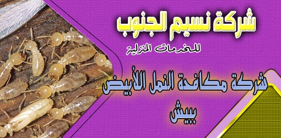 شركة مكافحة النمل الابيض ببيش