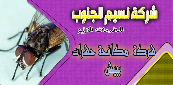 شركة مكافحة حشرات ببيش