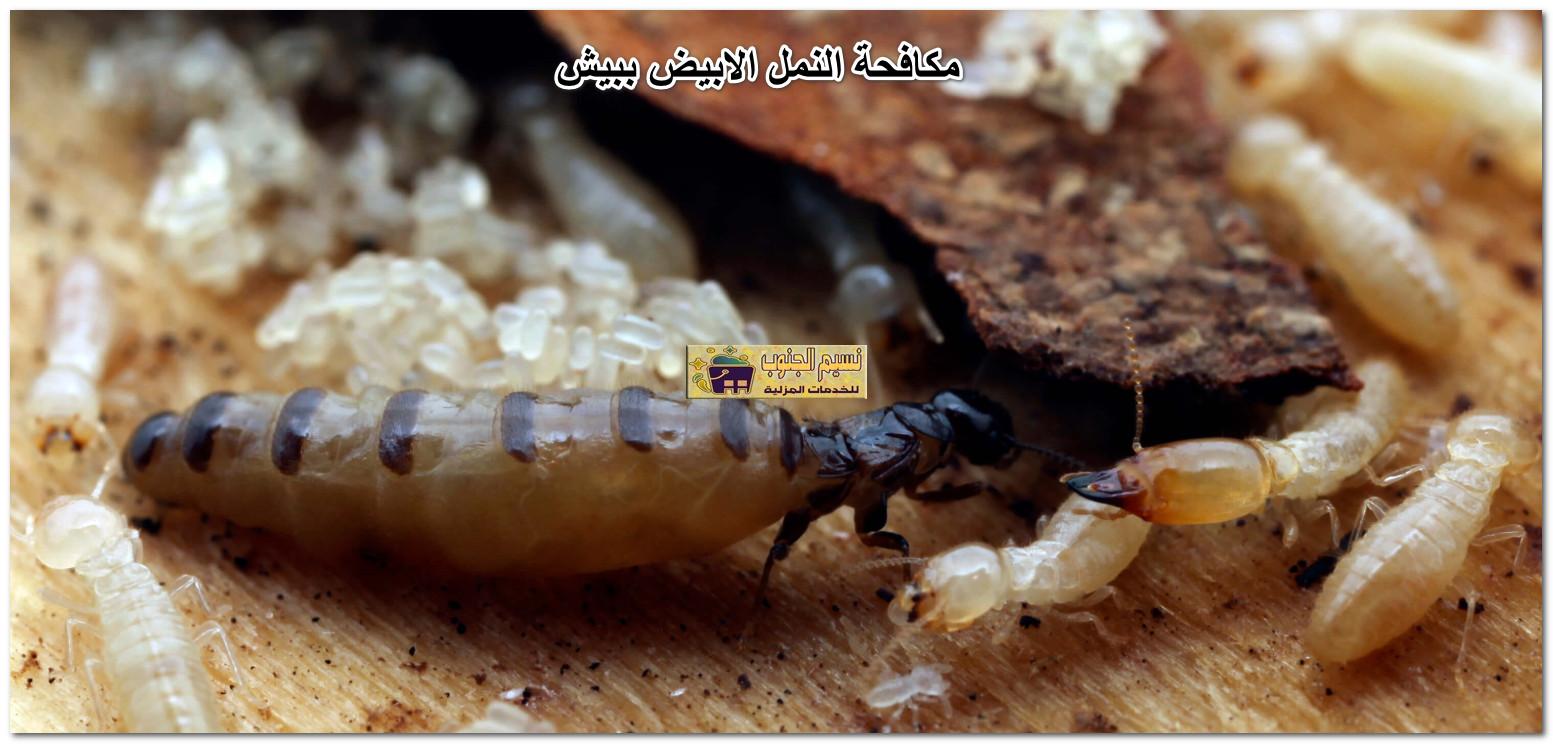 مكافحة النمل الابيض ببيش