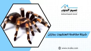 شركة مكافحة العنكبوت بجازان