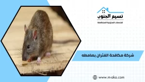 شركة مكافحة الفئران بصامطه