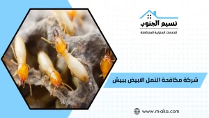 شركة مكافحة النمل الابيض ببيش