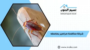 شركة مكافحة صراصير بصامطه