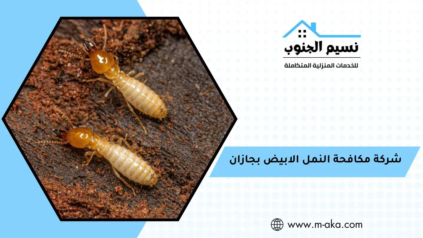 شركة مكافحة النمل الابيض بجازان