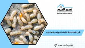 شركة مكافحة النمل الابيض بالعارضه