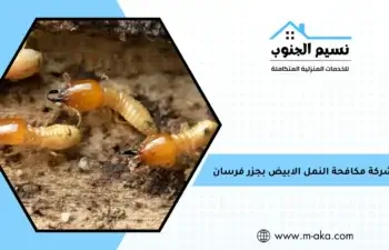 شركة مكافحة النمل الابيض بجزر فرسان