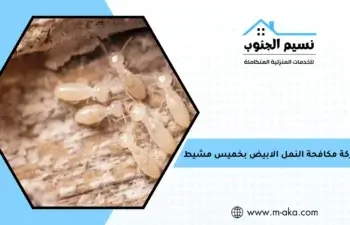 شركة مكافحة النمل الابيض بخميس مشيط